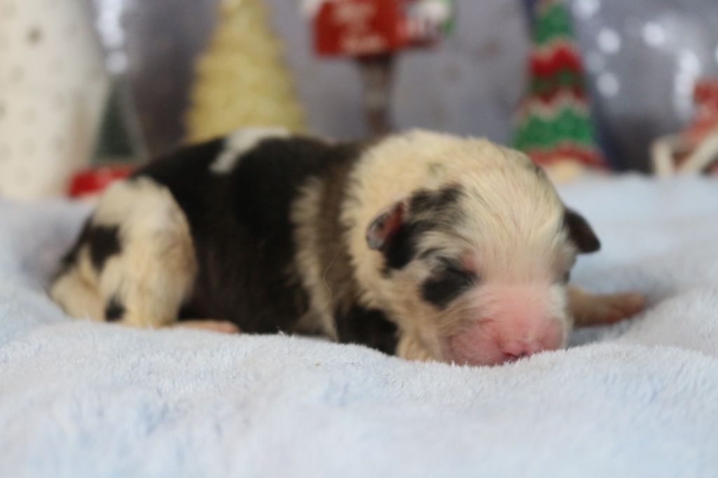 des Gardiens d'Hadès - Chiot disponible  - Berger Australien