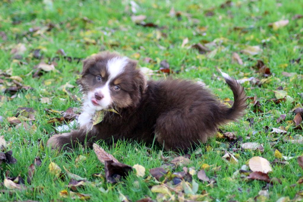 des Gardiens d'Hadès - Chiot disponible  - Berger Australien