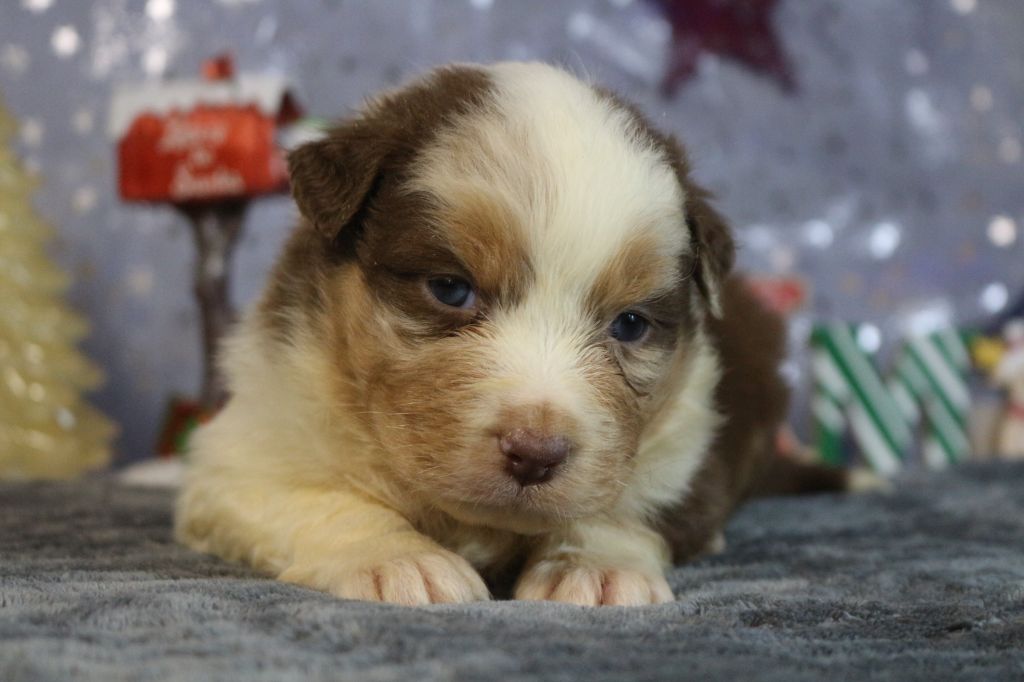 des Gardiens d'Hadès - Chiot disponible  - Berger Australien