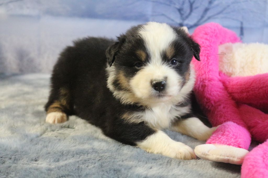 des Gardiens d'Hadès - Chiot disponible  - Berger Australien