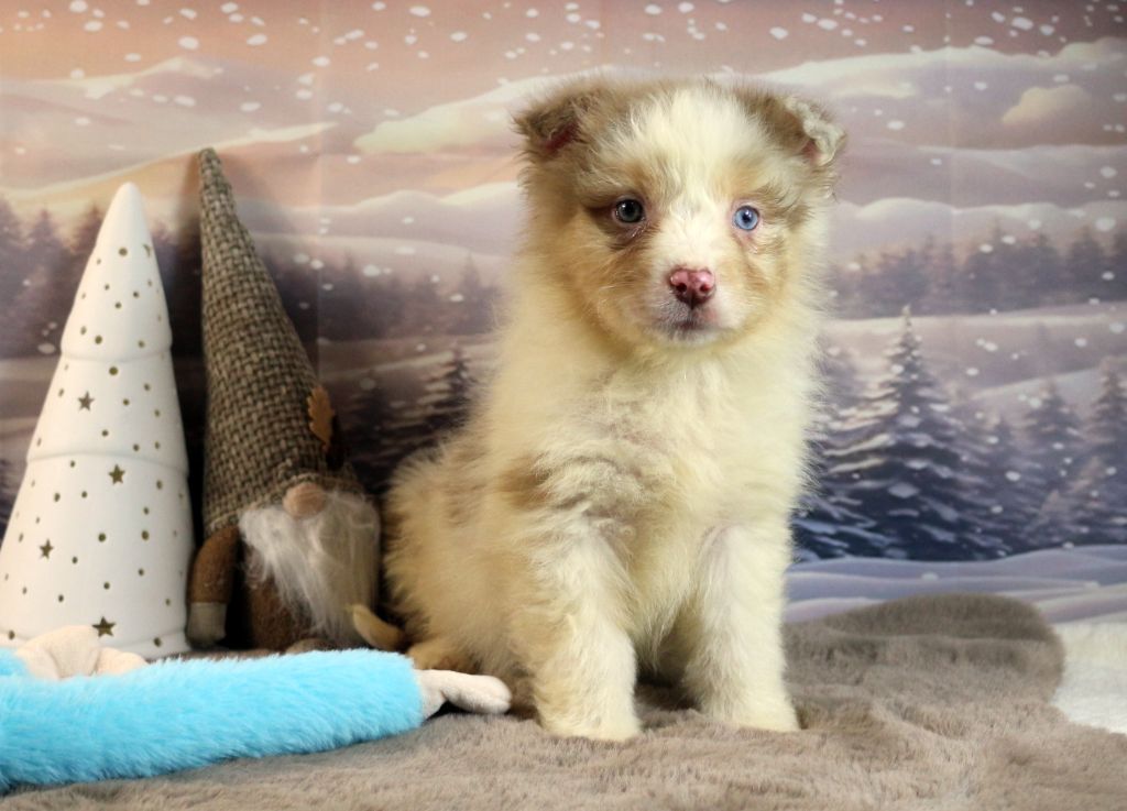 des Gardiens d'Hadès - Chiot disponible  - Berger Australien