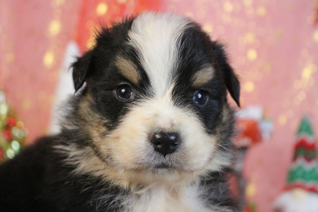 des Gardiens d'Hadès - Chiot disponible  - Berger Australien