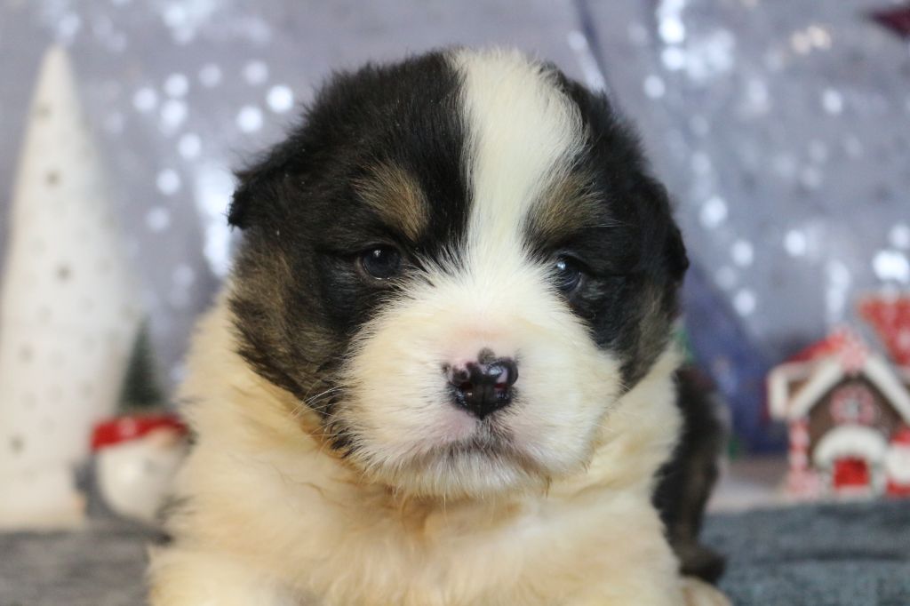 des Gardiens d'Hadès - Chiot disponible  - Berger Australien