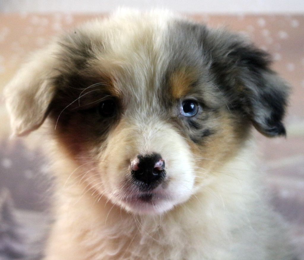 des Gardiens d'Hadès - Chiot disponible  - Berger Australien