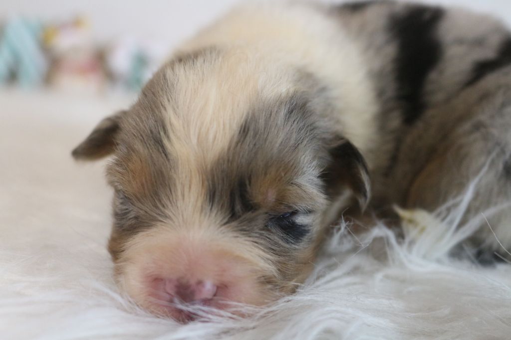 des Gardiens d'Hadès - Chiot disponible  - Berger Australien