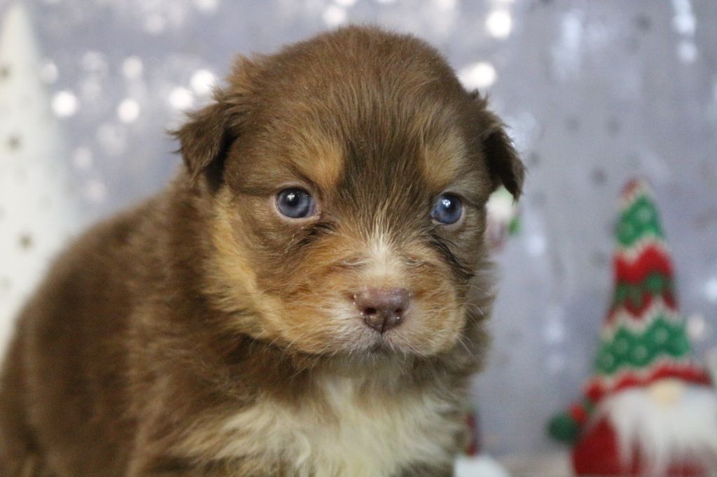 des Gardiens d'Hadès - Chiot disponible  - Berger Australien