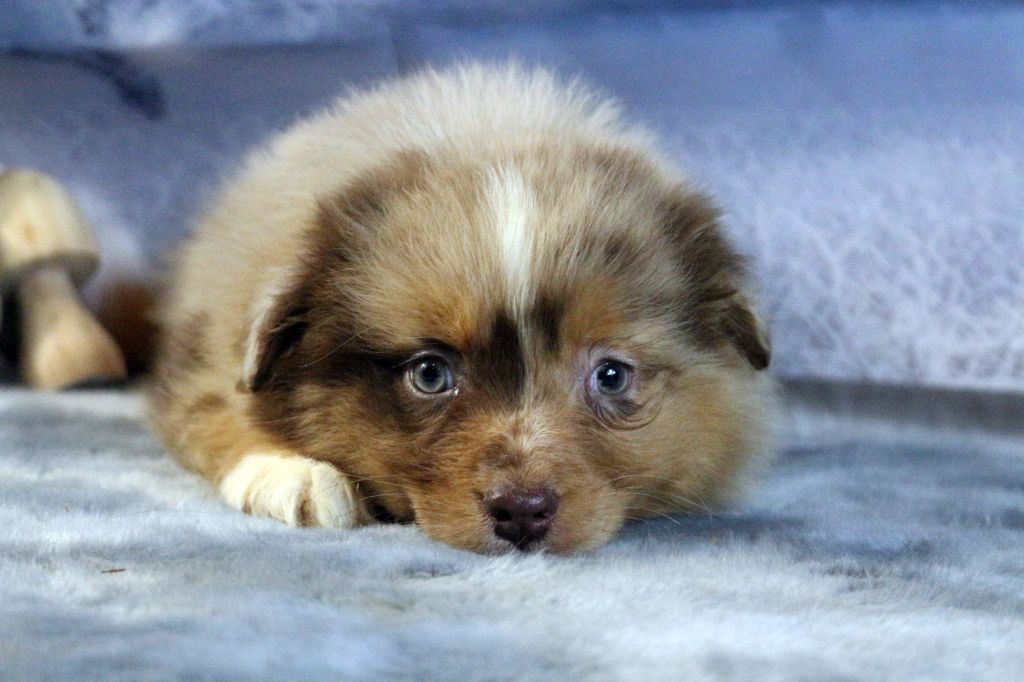 des Gardiens d'Hadès - Chiot disponible  - Berger Australien