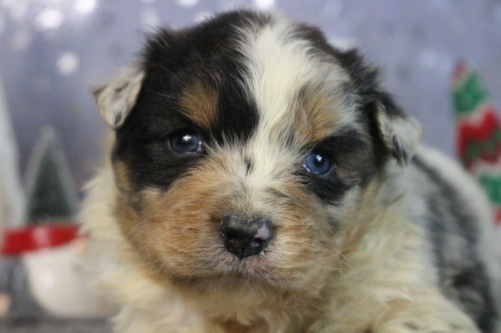 des Gardiens d'Hadès - Chiot disponible  - Berger Australien