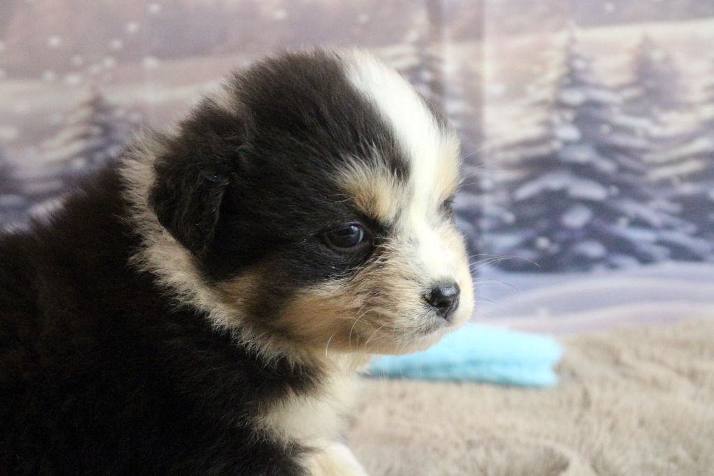 des Gardiens d'Hadès - Chiot disponible  - Berger Australien