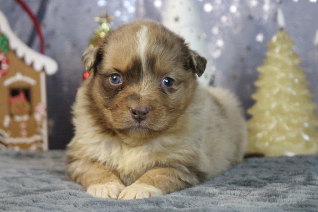 des Gardiens d'Hadès - Chiot disponible  - Berger Australien