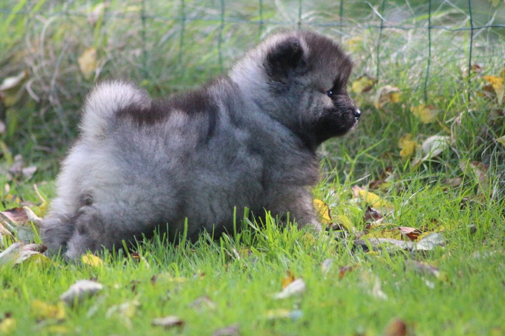 chiot Spitz allemand des Gardiens d'Hadès