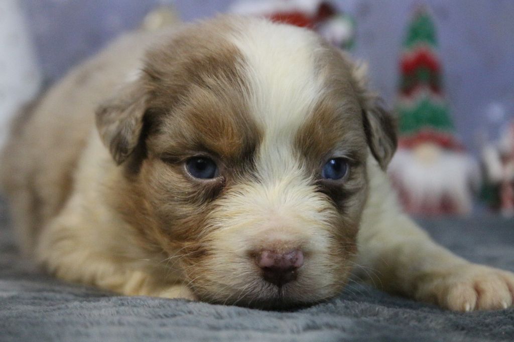 des Gardiens d'Hadès - Chiot disponible  - Berger Australien