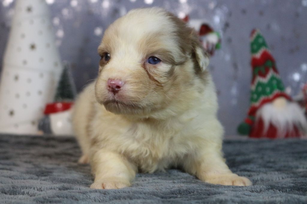 des Gardiens d'Hadès - Chiot disponible  - Berger Australien