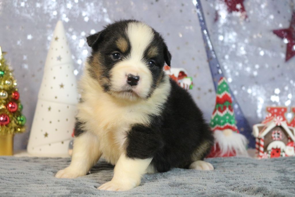 chiot Berger Australien des Gardiens d'Hadès