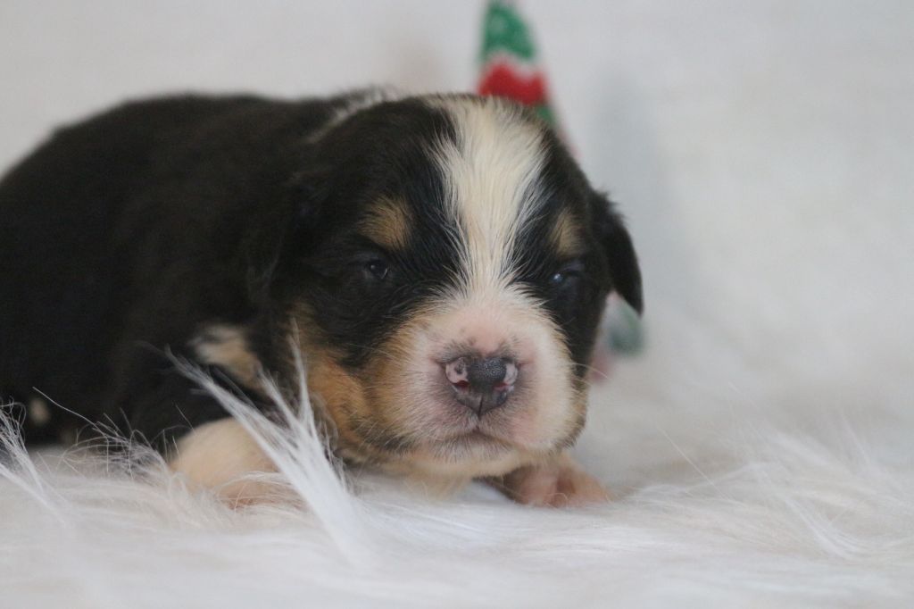 des Gardiens d'Hadès - Chiot disponible  - Berger Australien