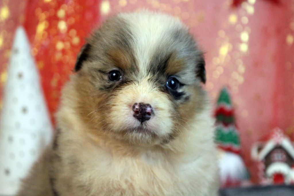 des Gardiens d'Hadès - Chiot disponible  - Berger Australien