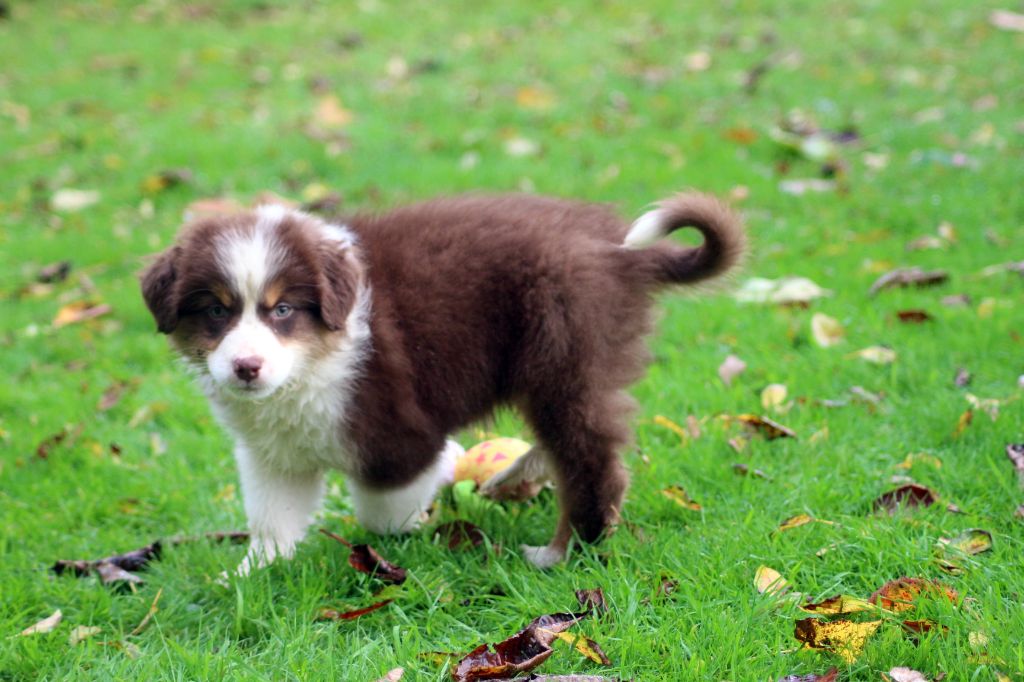 des Gardiens d'Hadès - Chiot disponible  - Berger Australien