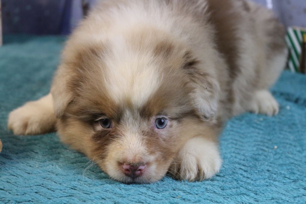 des Gardiens d'Hadès - Chiot disponible  - Berger Australien