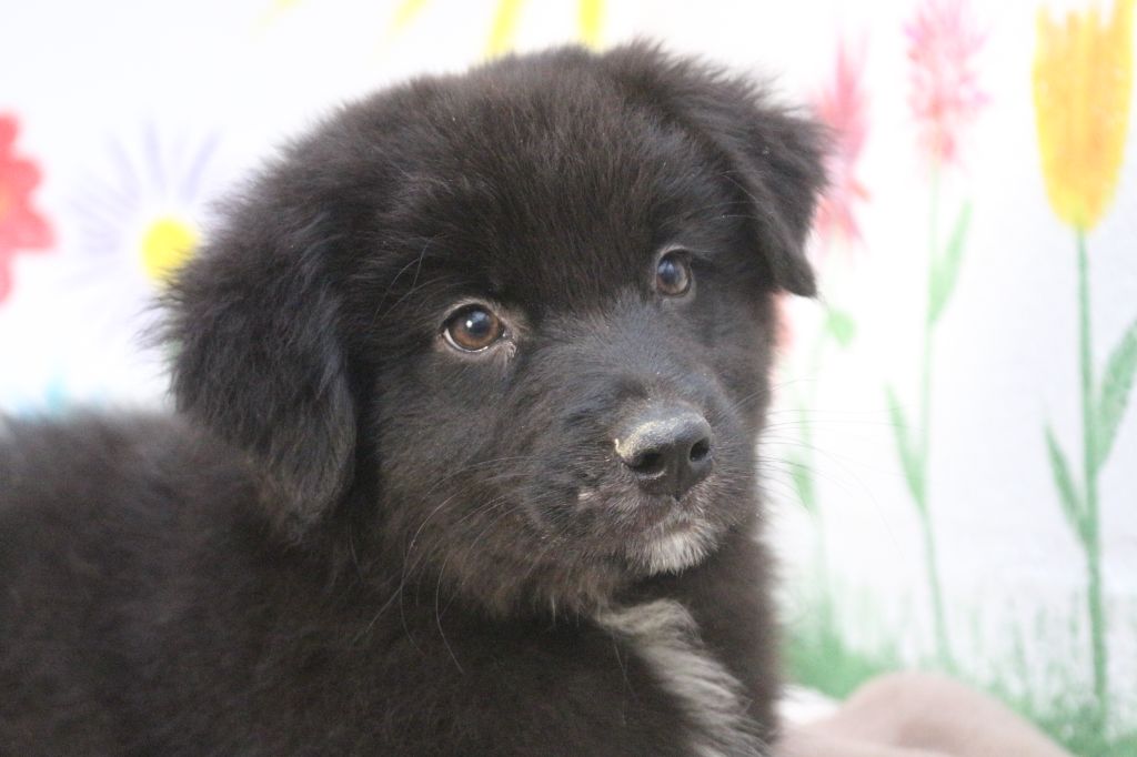 des Gardiens d'Hadès - Chiot disponible  - Berger Australien