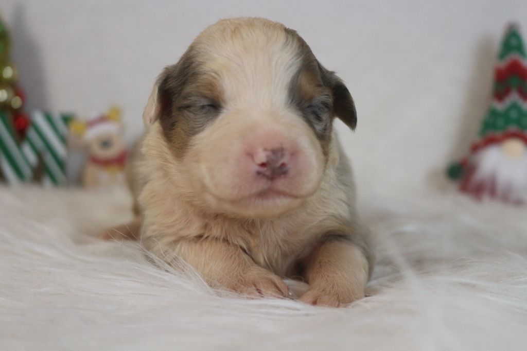 des Gardiens d'Hadès - Chiot disponible  - Berger Australien