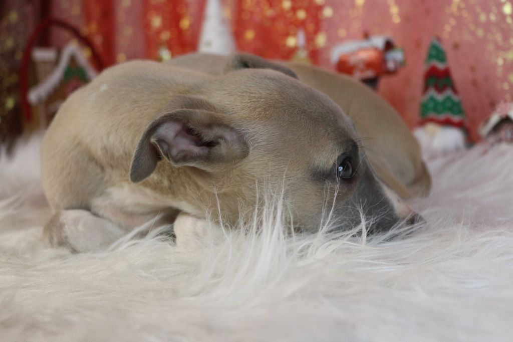 chiot Whippet des Gardiens d'Hadès