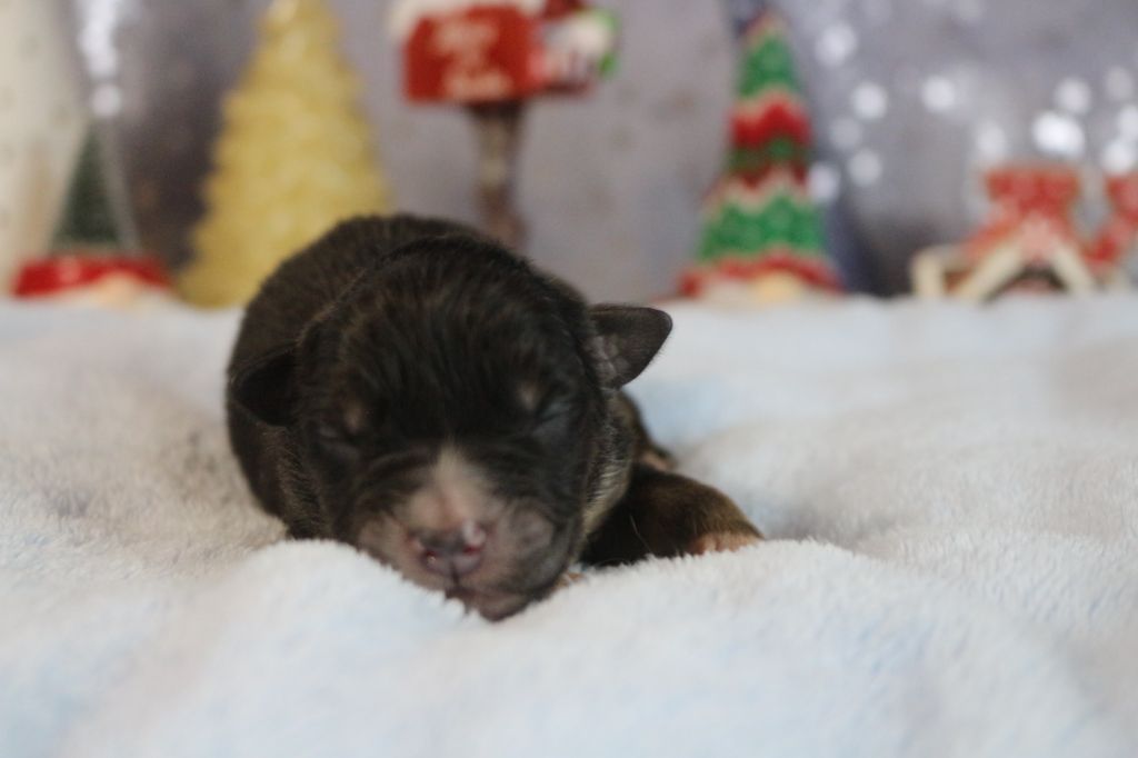 des Gardiens d'Hadès - Chiot disponible  - Berger Australien