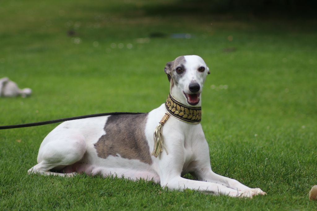 chiot Whippet des Gardiens d'Hadès