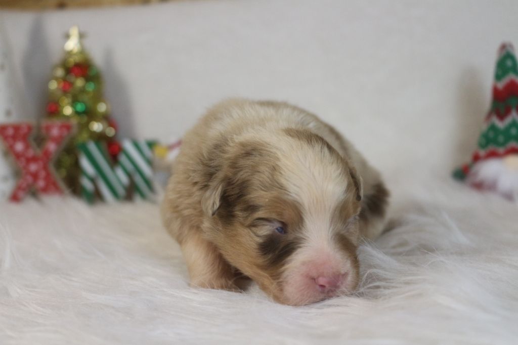 des Gardiens d'Hadès - Chiot disponible  - Berger Australien