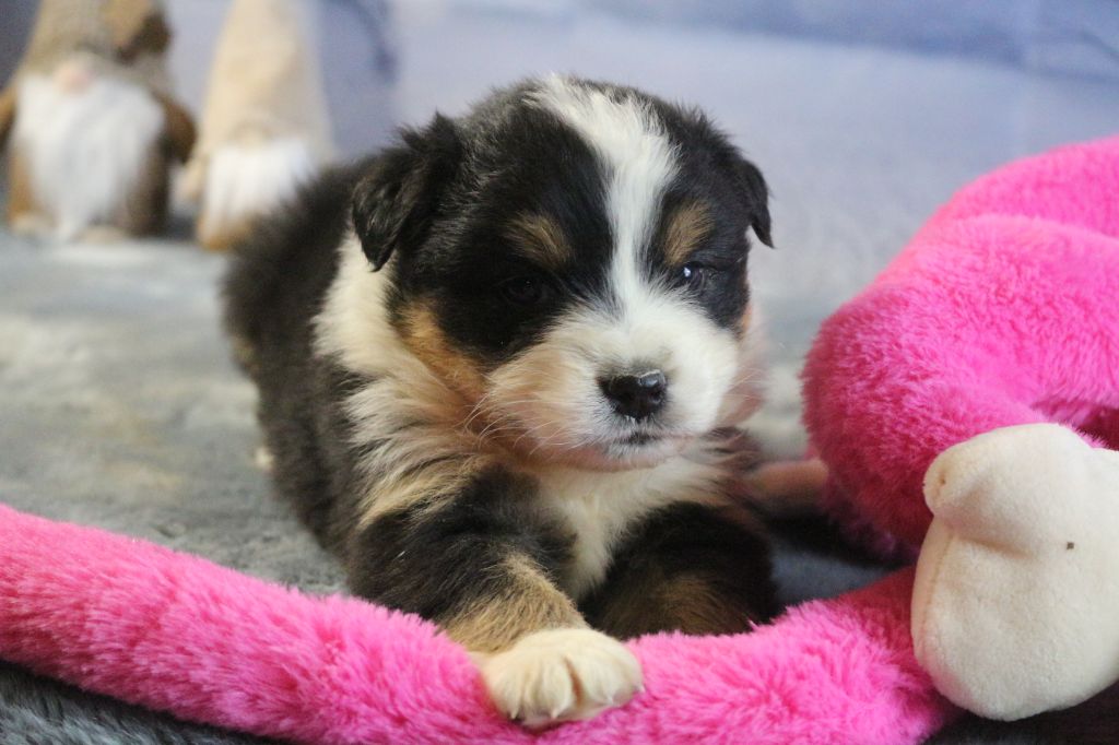 des Gardiens d'Hadès - Chiot disponible  - Berger Australien