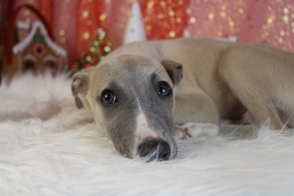 des Gardiens d'Hadès - Chiot disponible  - Whippet