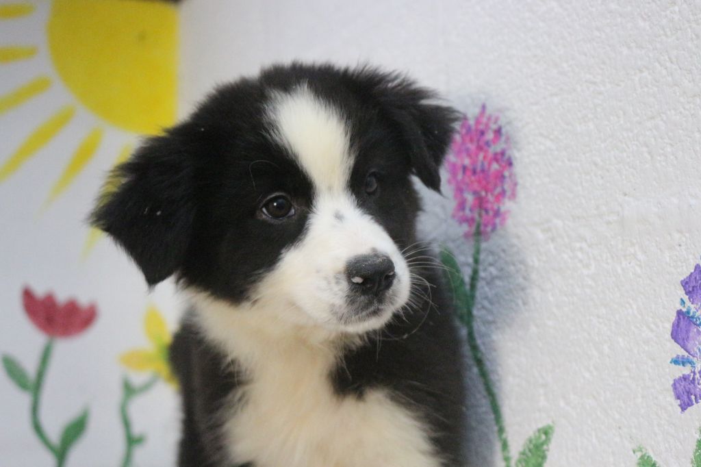 des Gardiens d'Hadès - Chiot disponible  - Berger Australien