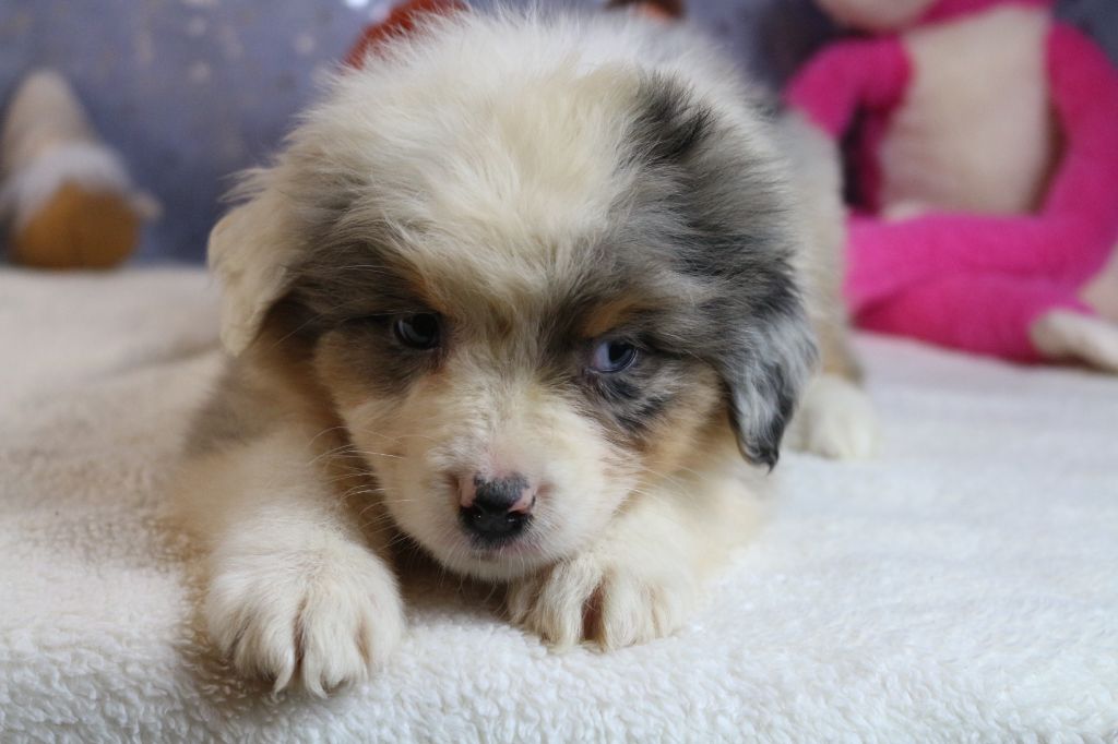 des Gardiens d'Hadès - Chiot disponible  - Berger Australien