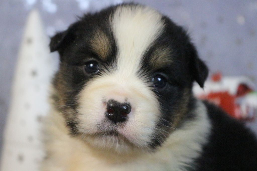 des Gardiens d'Hadès - Chiot disponible  - Berger Australien