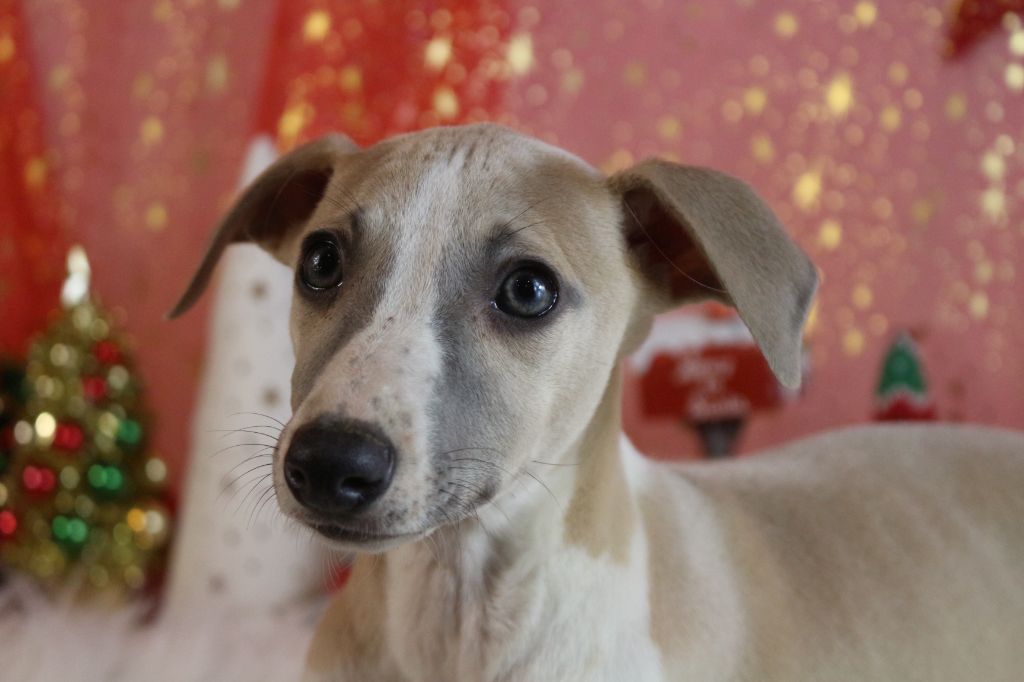 des Gardiens d'Hadès - Chiot disponible  - Whippet