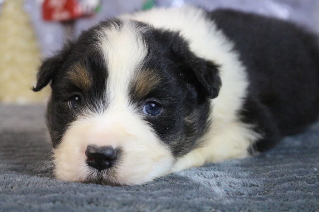 des Gardiens d'Hadès - Chiot disponible  - Berger Australien