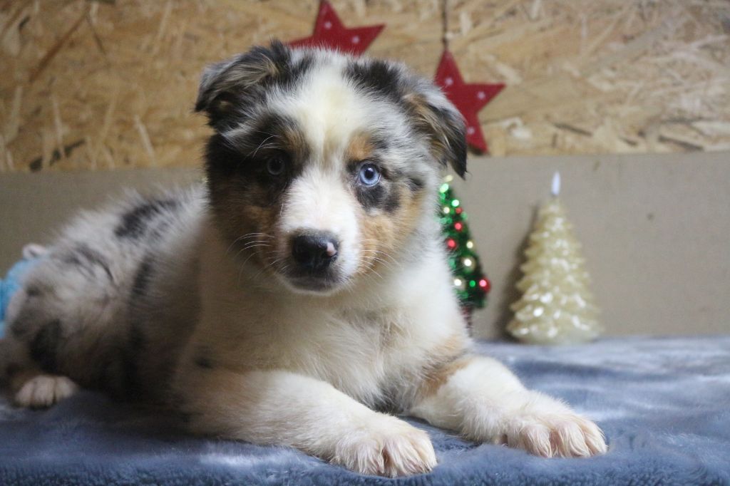 chiot Berger Australien des Gardiens d'Hadès