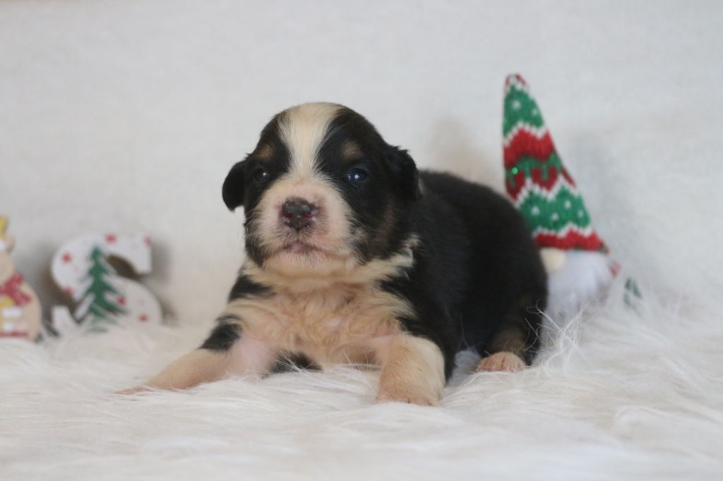 des Gardiens d'Hadès - Chiot disponible  - Berger Australien