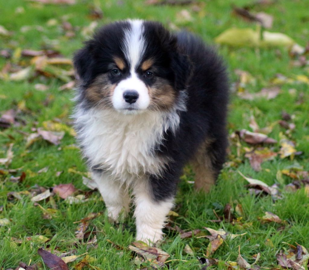 des Gardiens d'Hadès - Chiot disponible  - Berger Australien