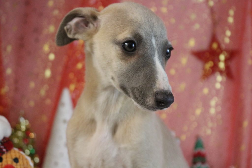 des Gardiens d'Hadès - Chiot disponible  - Whippet