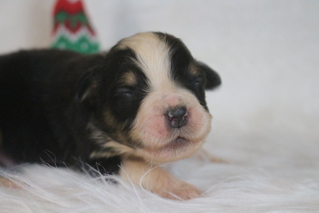 des Gardiens d'Hadès - Chiot disponible  - Berger Australien