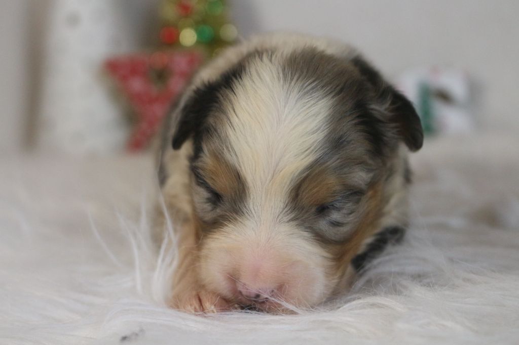 des Gardiens d'Hadès - Chiot disponible  - Berger Australien