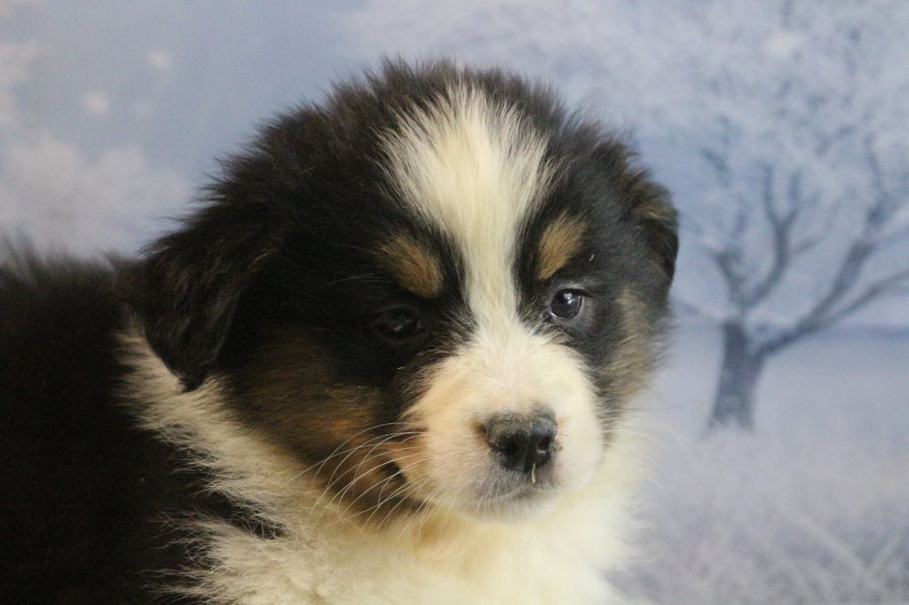 des Gardiens d'Hadès - Chiot disponible  - Berger Australien