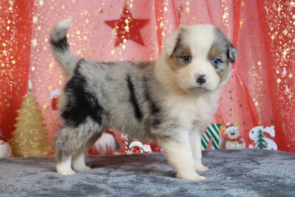 chiot Berger Australien des Gardiens d'Hadès