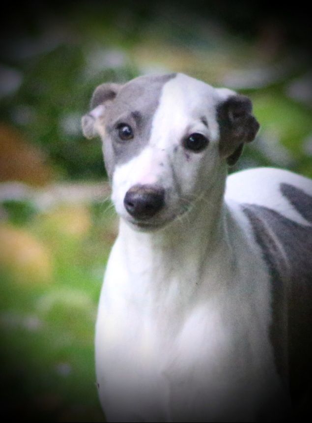 des Gardiens d'Hadès - Chiot disponible  - Whippet