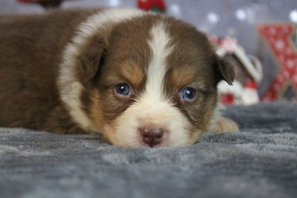 des Gardiens d'Hadès - Chiot disponible  - Berger Australien