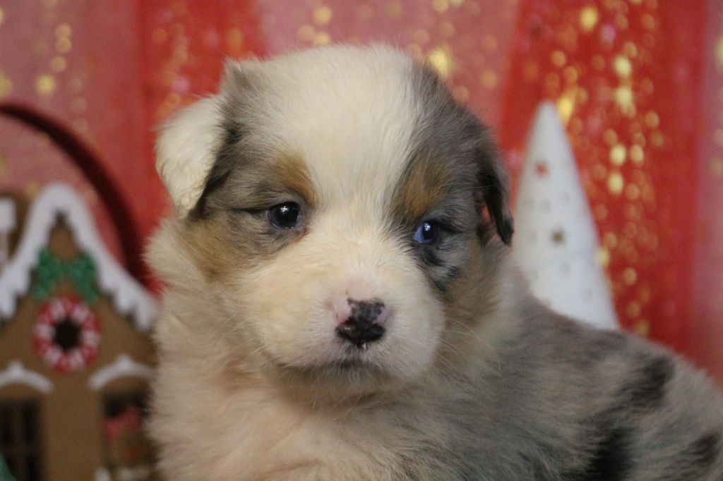 des Gardiens d'Hadès - Chiot disponible  - Berger Australien