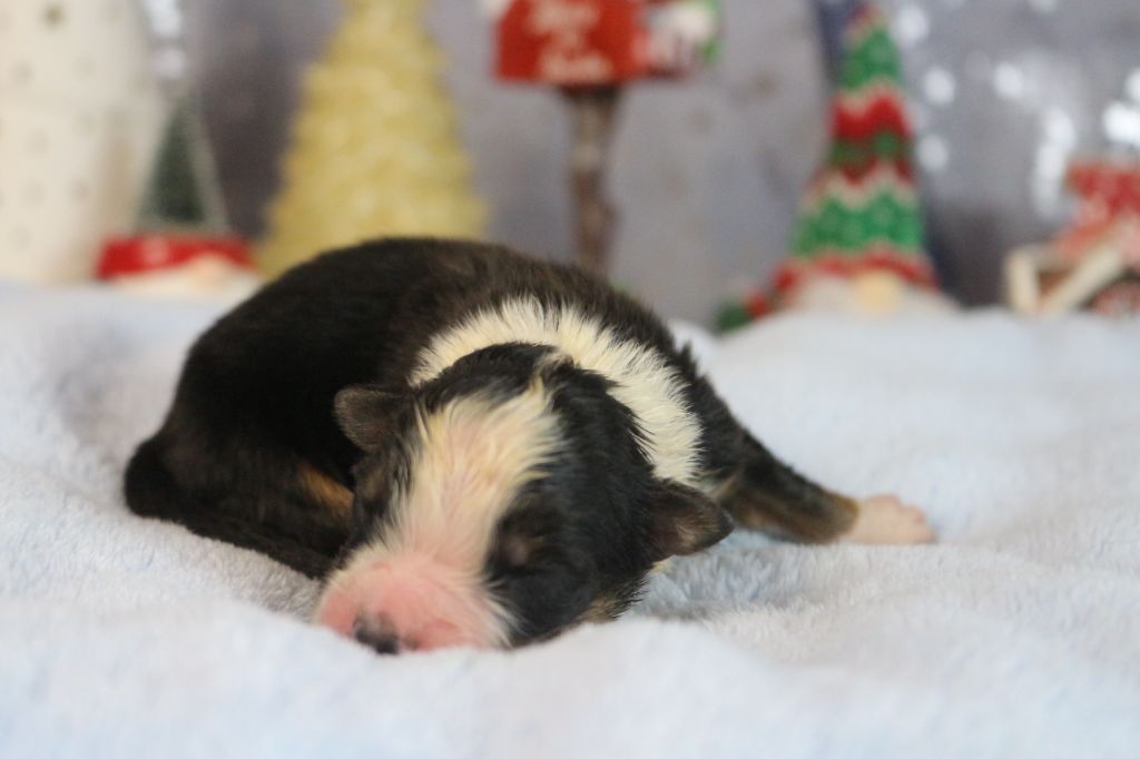 des Gardiens d'Hadès - Chiot disponible  - Berger Australien