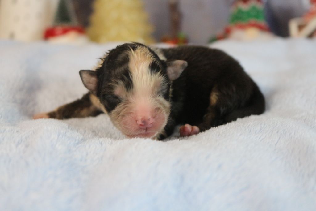 chiot Berger Australien des Gardiens d'Hadès