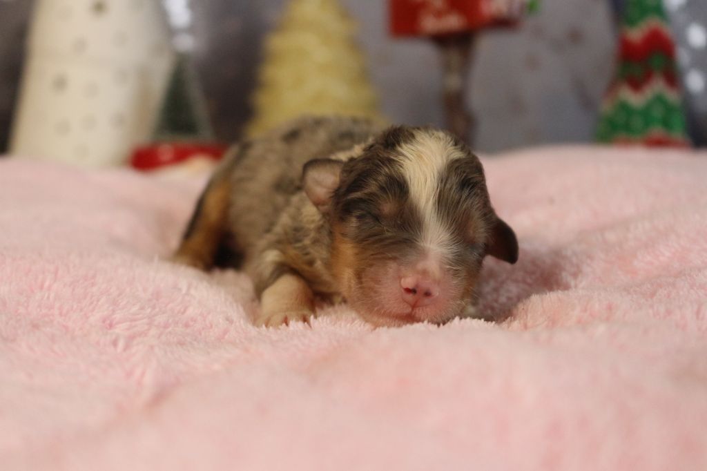 des Gardiens d'Hadès - Chiot disponible  - Berger Australien