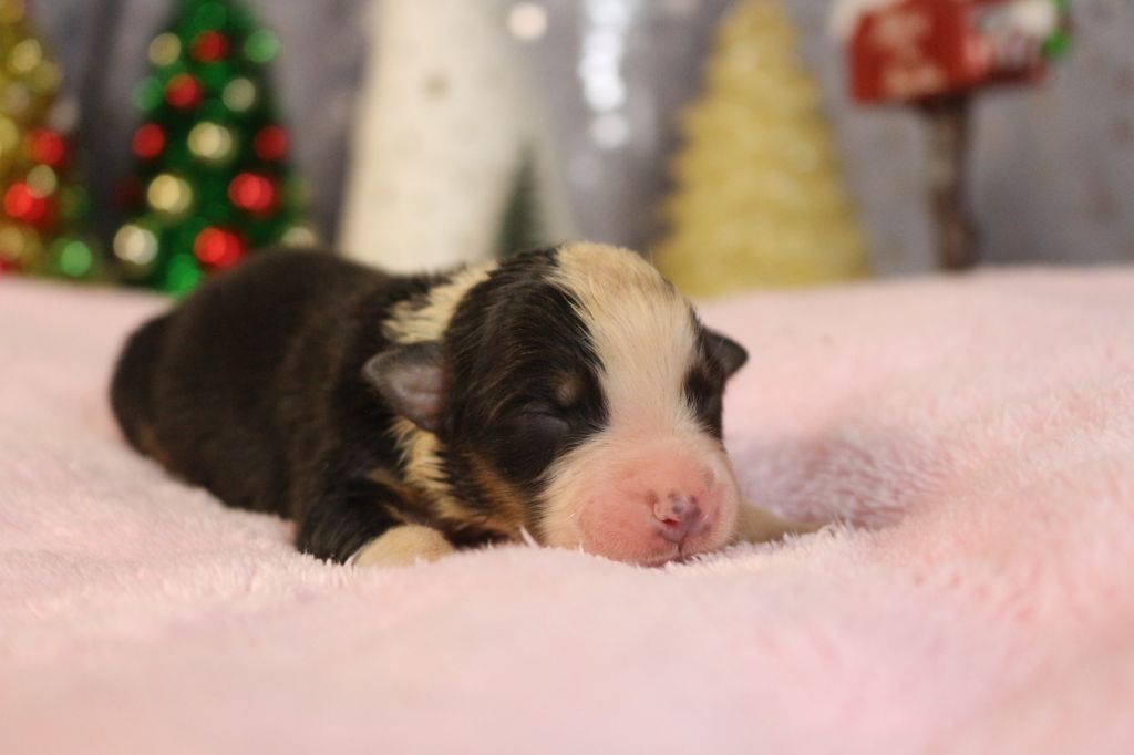 des Gardiens d'Hadès - Chiot disponible  - Berger Australien